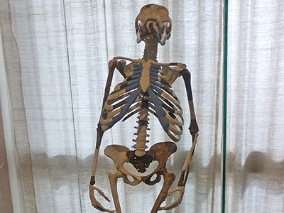Lucy’s skeleton in Addis Ababa National Museum - By Ji-Elle [CC BY-SA 3.0 (http://creativecommons.org/licenses/by-sa/3.0)], via Wikimedia Commons