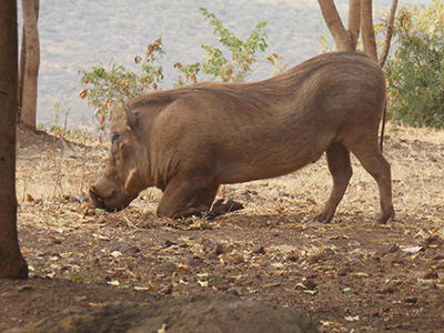 Warthog in the Awash National Park