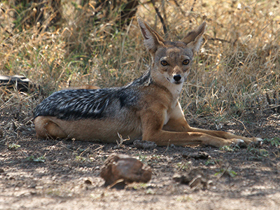 A jackal in the Awash National Park