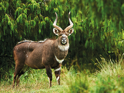 Nyala in the Bale National Park