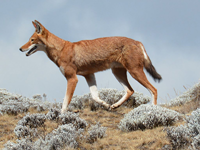 The very rare Ethiopian wolf - [CC BY-SA 2.0 (http://creativecommons.org/licenses/by-sa/2.0)], via Wikimedia Commons