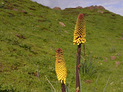 Flame flower on the Sanetti plateau - By Rod Waddington from Kergunyah, Australia (Niphofia, Sanetti Plateau) [CC BY-SA 2.0 (http://creativecommons.org/licenses/by-sa/2.0)], via Wikimedia Commons