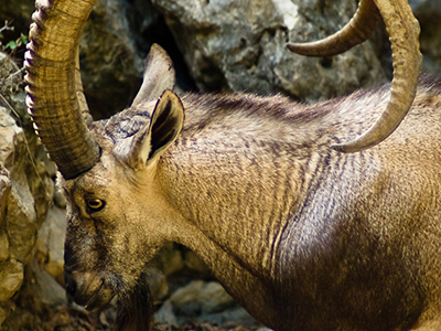 Walia ibex in the Simien National Park - By Malcolm (originally posted to Flickr as Nubian Ibex) [CC BY-SA 2.0 (http://creativecommons.org/licenses/by-sa/2.0)], via Wikimedia
