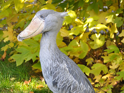 Shoebill - By Quartl (Own work) [CC BY-SA 3.0 (http://creativecommons.org/licenses/by-sa/3.0)], via Wikimedia Commons