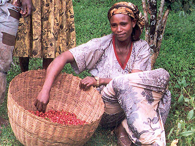 Young woman harvesting coffe in the Kaffa region - By USAID Africa Bureau [Public domain or Public domain], via Wikimedia Commons