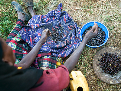 Woman sorting coffee beans in the Kaffa region - Guillaume Petermann
