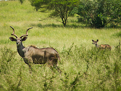 Mountain Nyalas in the Nechisar National Park - Par Kaffery (Travail personnel) [CC BY 3.0 (http://creativecommons.org/licenses/by/3.0)], via Wikimedia Commons