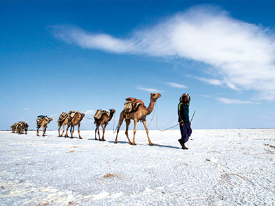 Caravane de sel dans le Danakil - Mohammed Torche